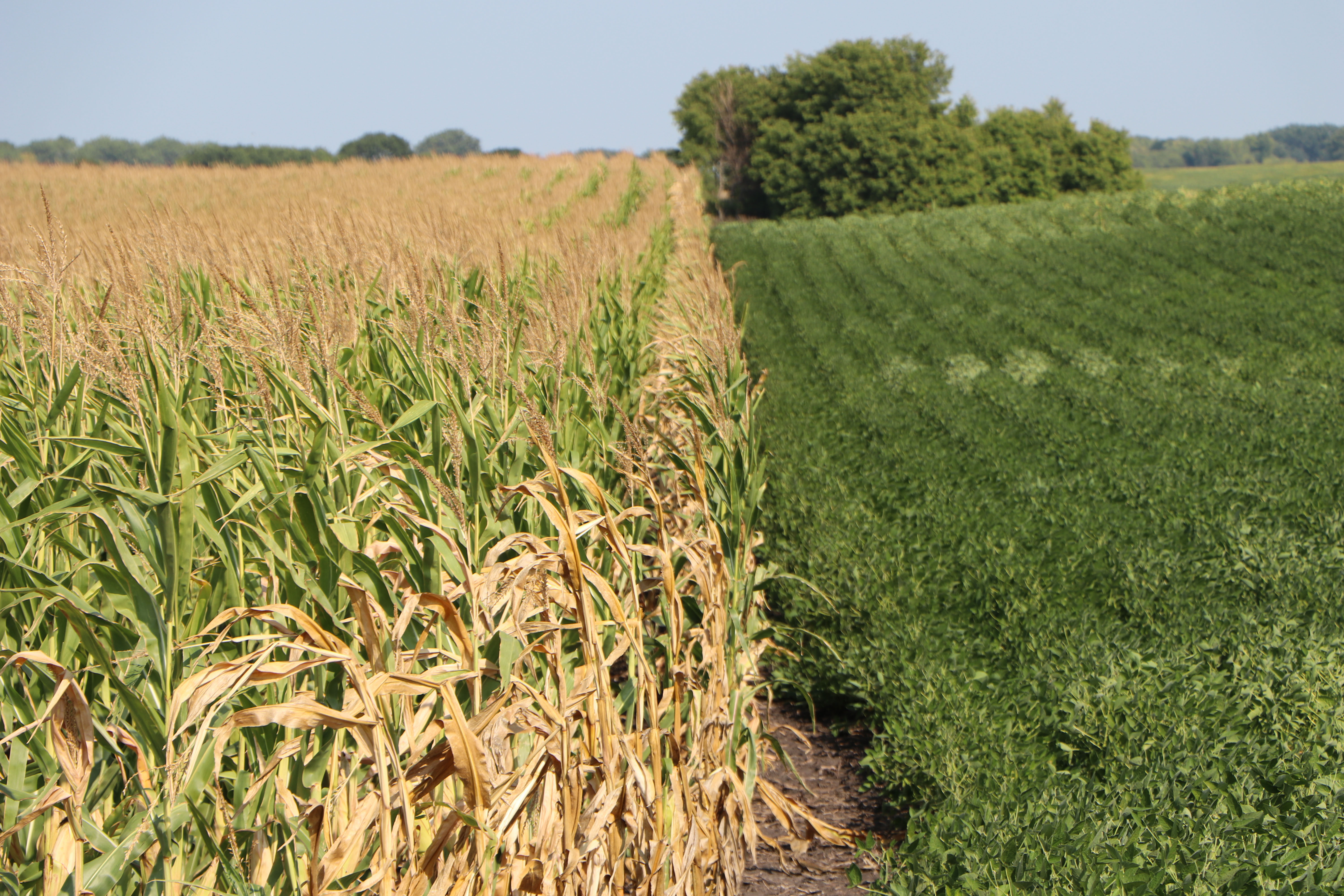 Emerging Minn. farmers encouraged to apply for farmland down payment assistance - Vimarsana News