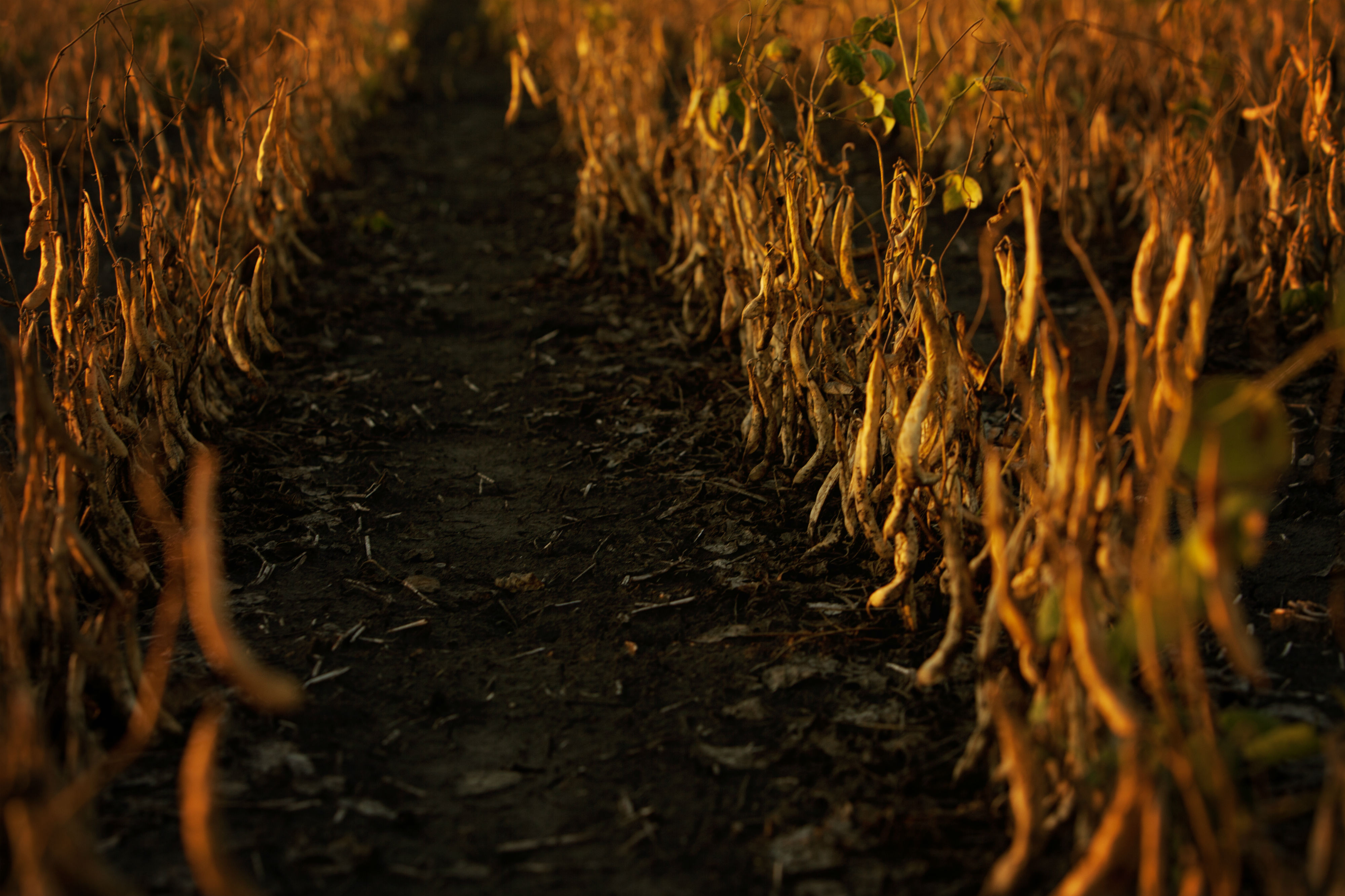 Minnesota and North Dakota dry bean checkoff groups elect leadership - Vimarsana News