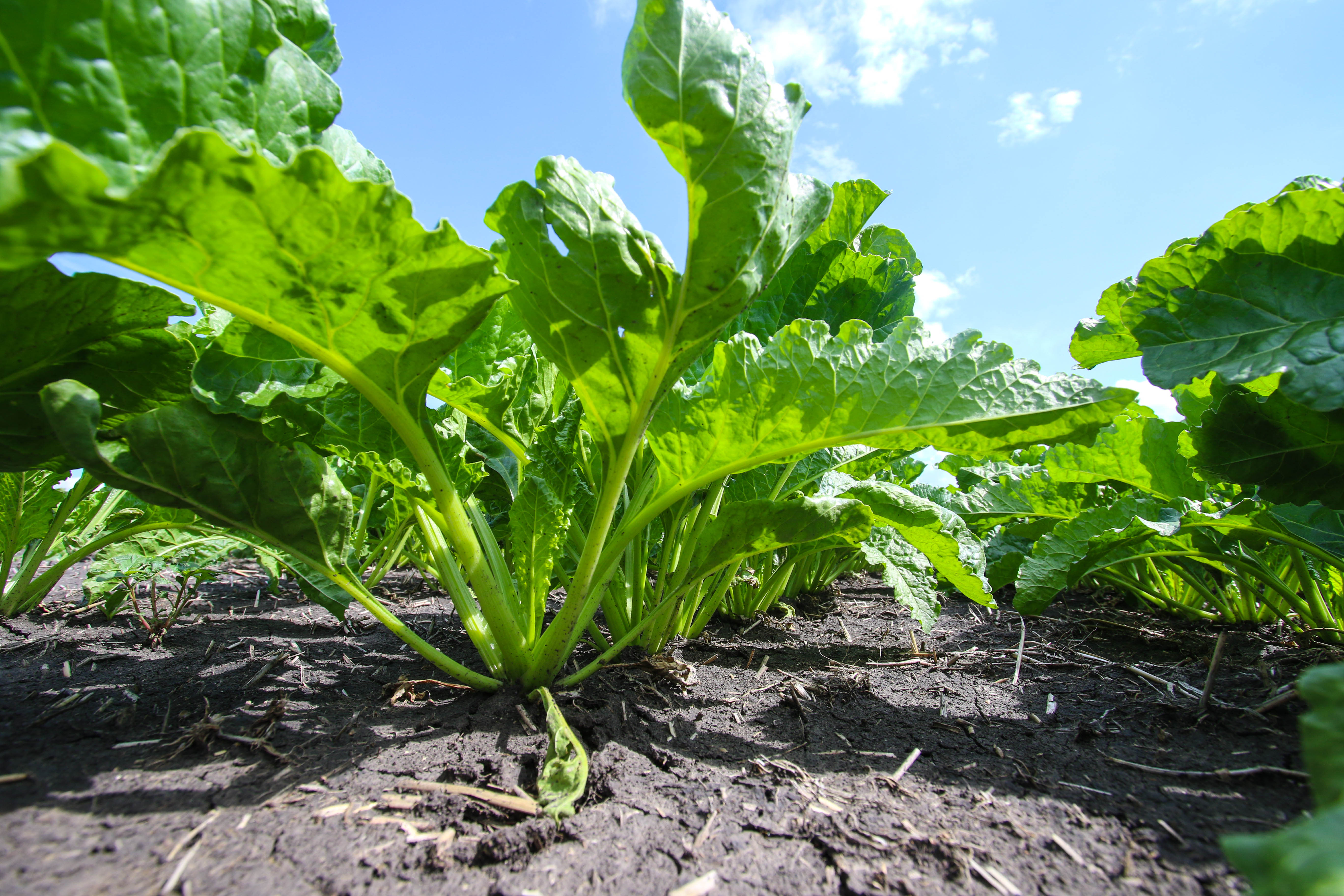 Researchers recognized for their work by Red River Valley Sugarbeet Growers Association - Vimarsana News