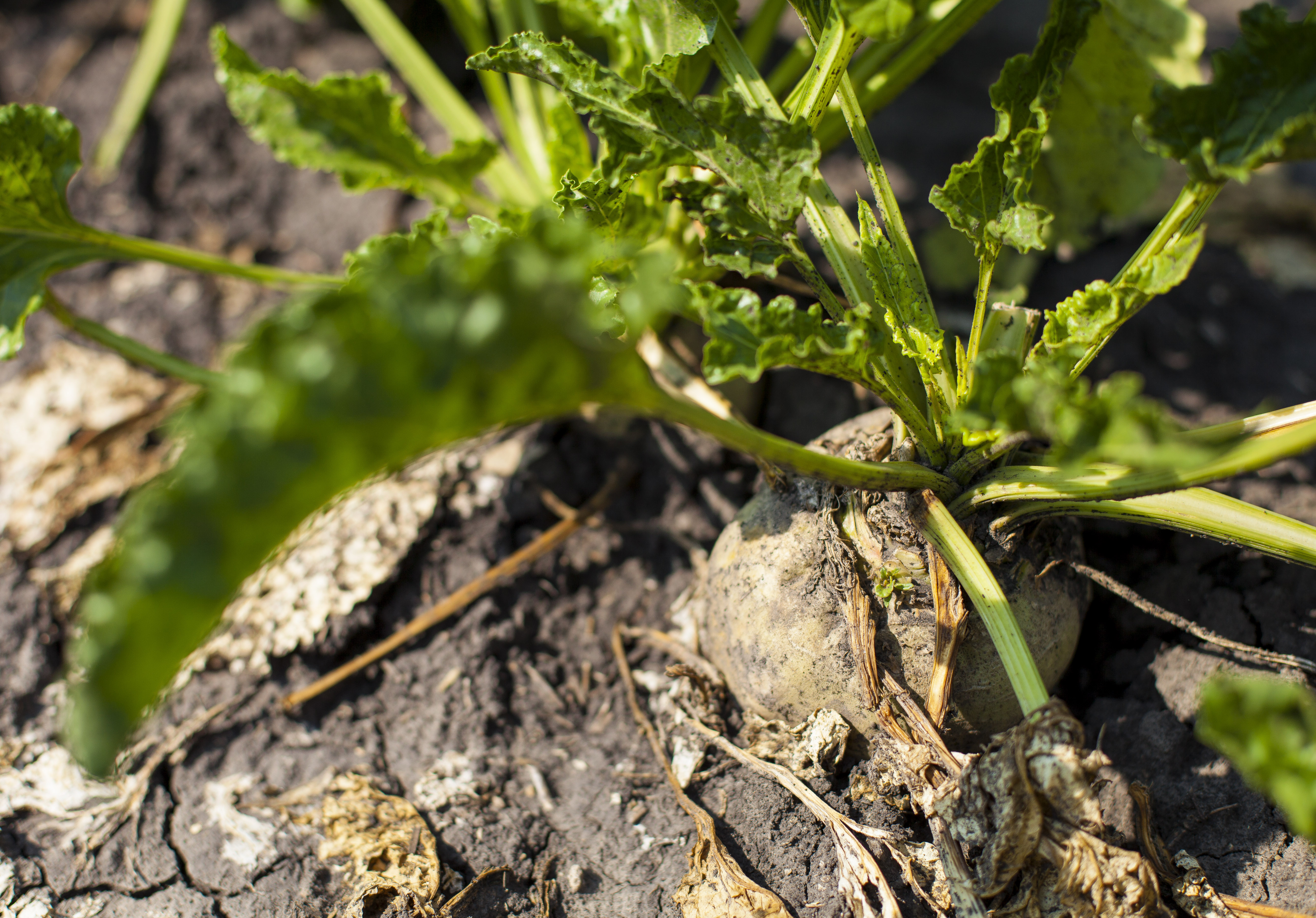 Farmers weigh whether or not to replant after June winds batter crops - Agweek | #1 source for agriculture news, farming, markets - Vimarsana News