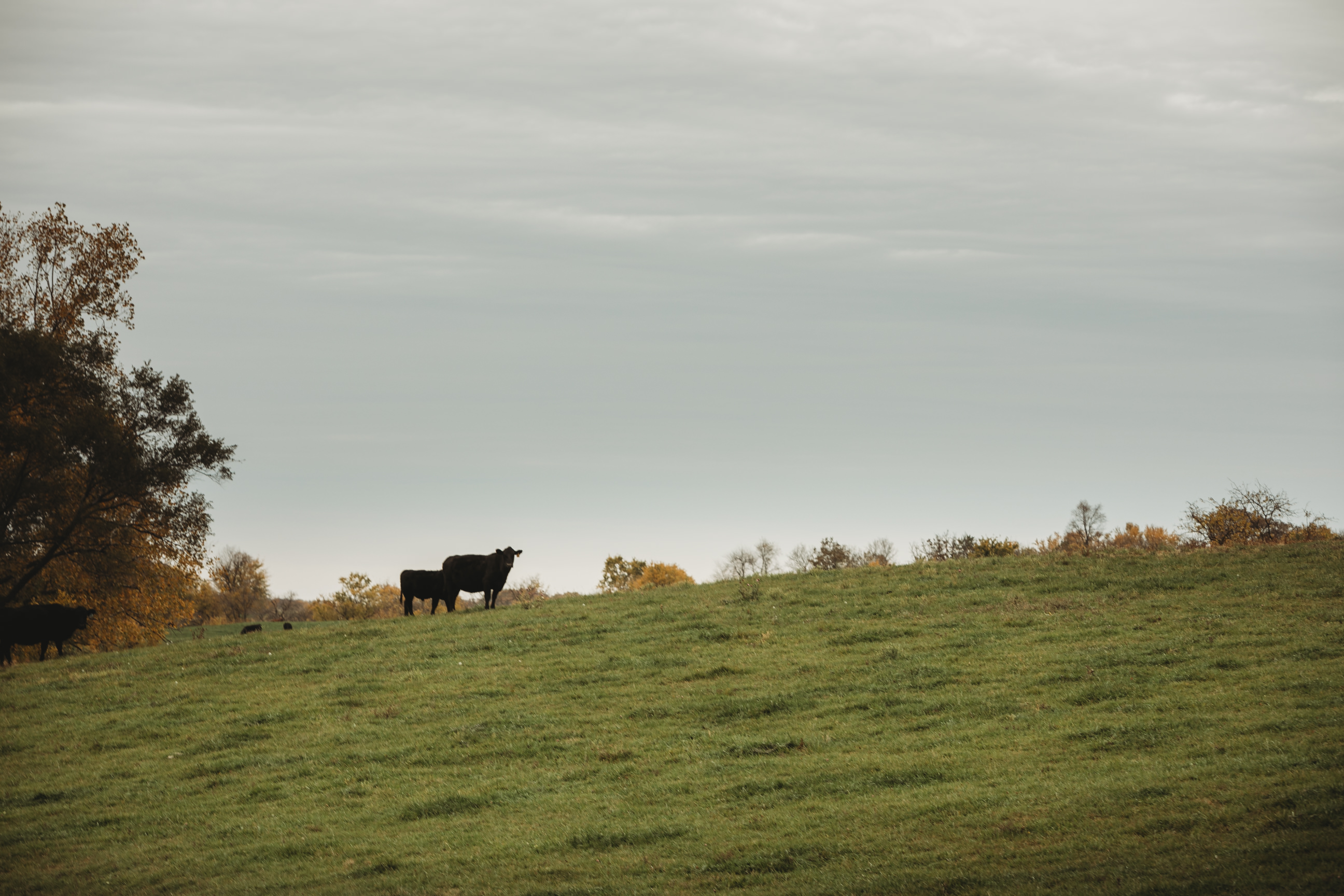 New guide helps farmers navigate carbon sequestration contracts - Vimarsana News