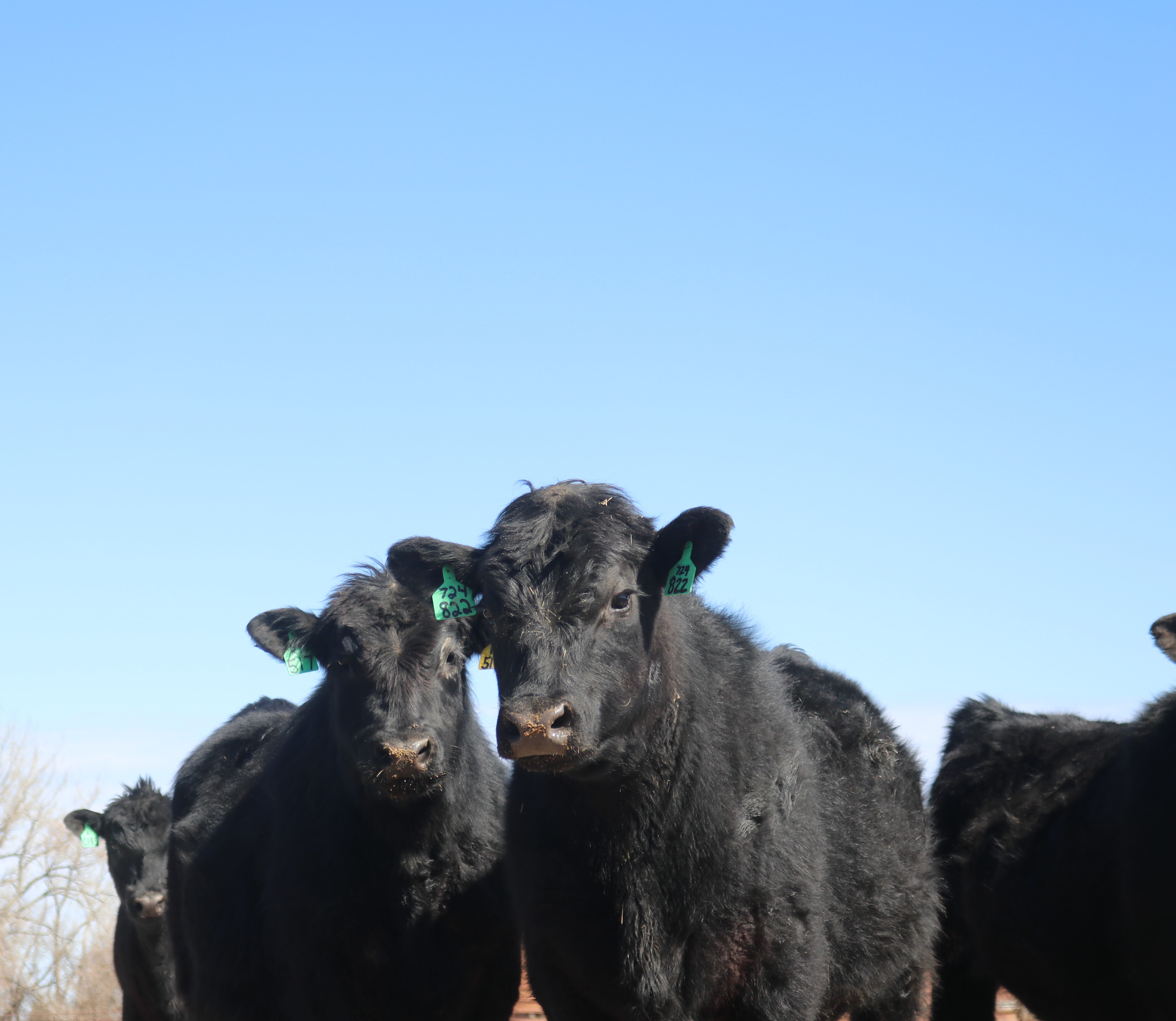 NDSU, SDSU generate discussions on alternative feeding and grazing strategies for beef producers - Vimarsana News