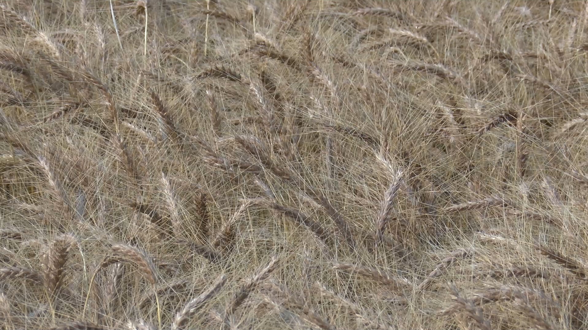 Drought threatens U.S. wheat production despite acreage bump - Vimarsana News