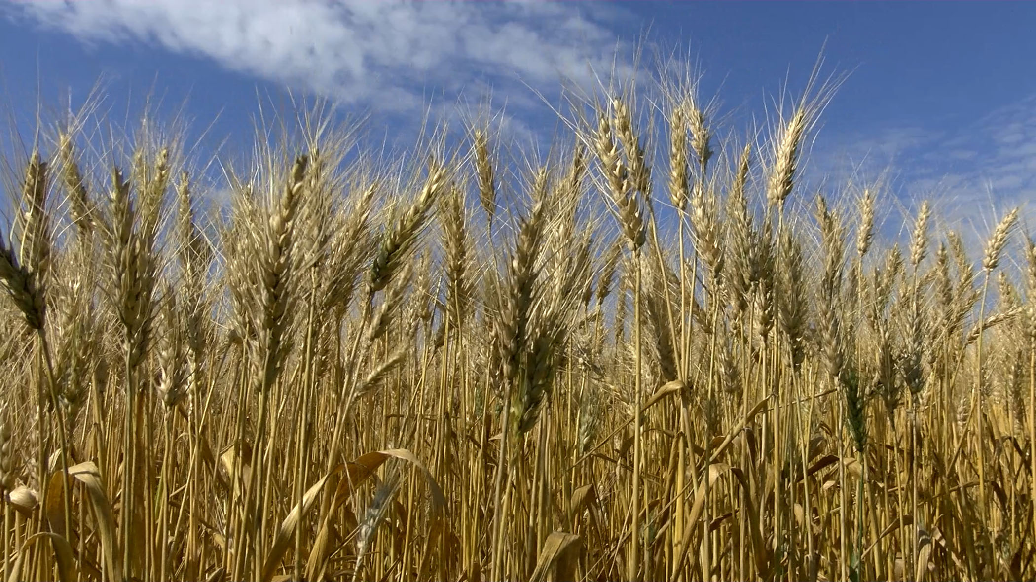 Russia news and harvest pressure the markets - Vimarsana News