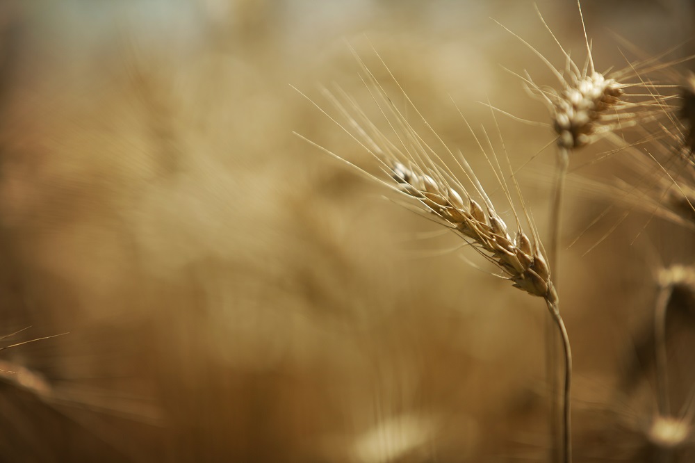 Ukraine crisis throws Egypt's wheat purchases into doubt - Vimarsana News
