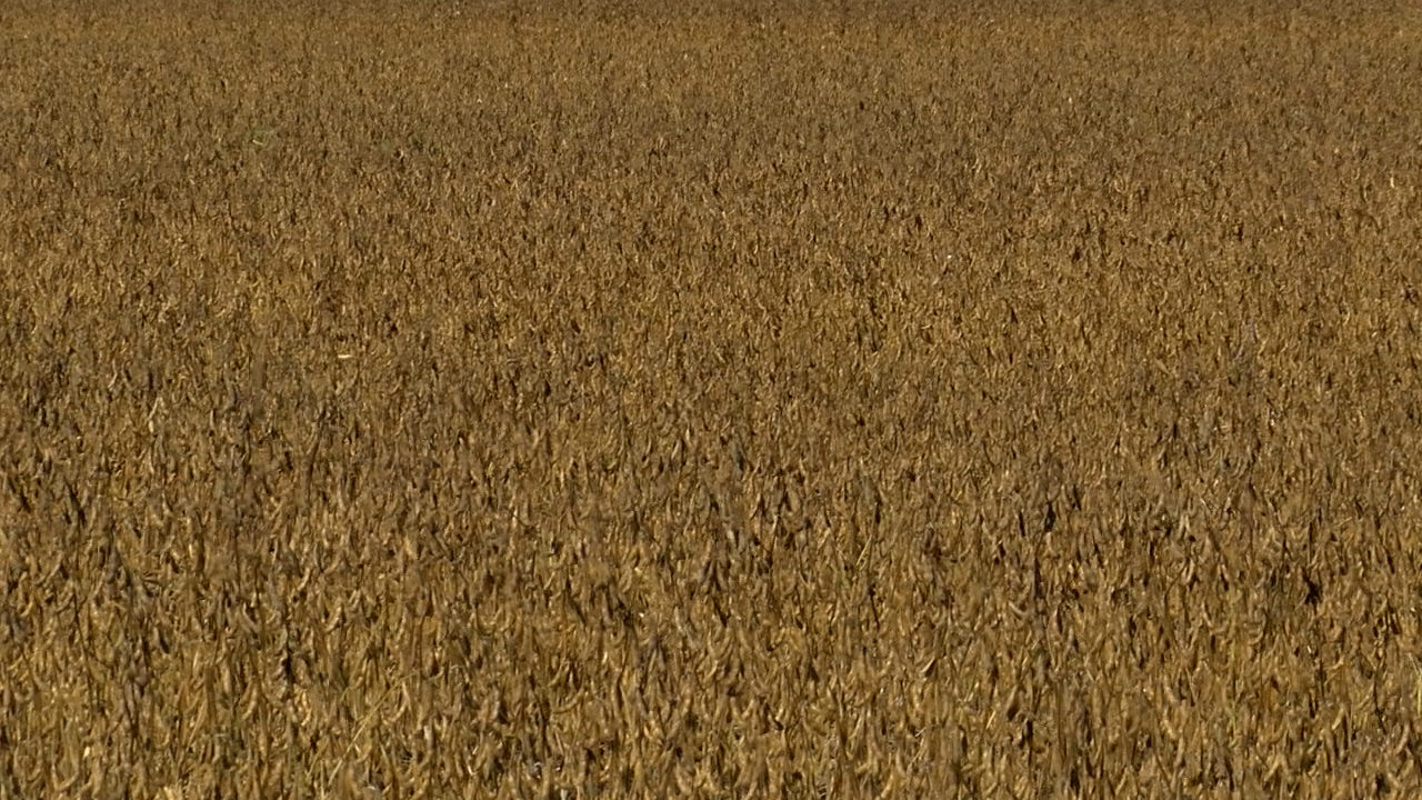 Another friendly USDA report sets tone for grain markets - Vimarsana News