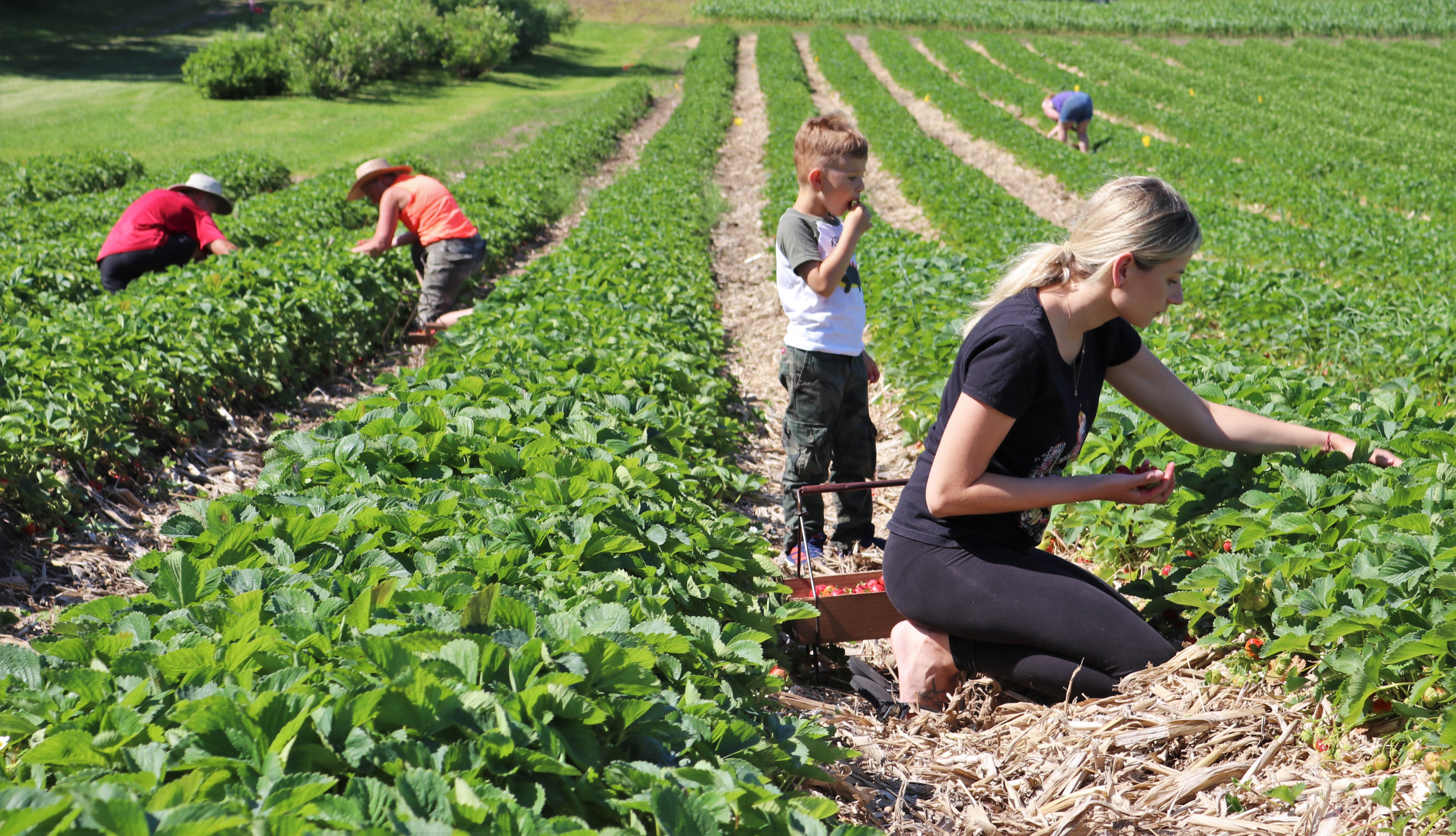 Difficult conditions for strawberries in Minnesota and Wisconsin leads to short season - Vimarsana News