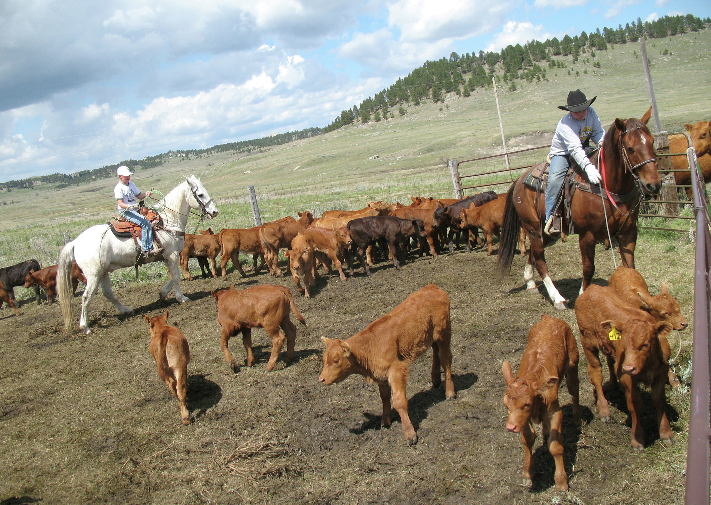 North Dakota branding laws upheld for imported cattle - Vimarsana News