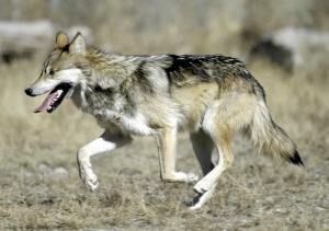 State, feds talk reimbursement for wolf attacks - Vimarsana News