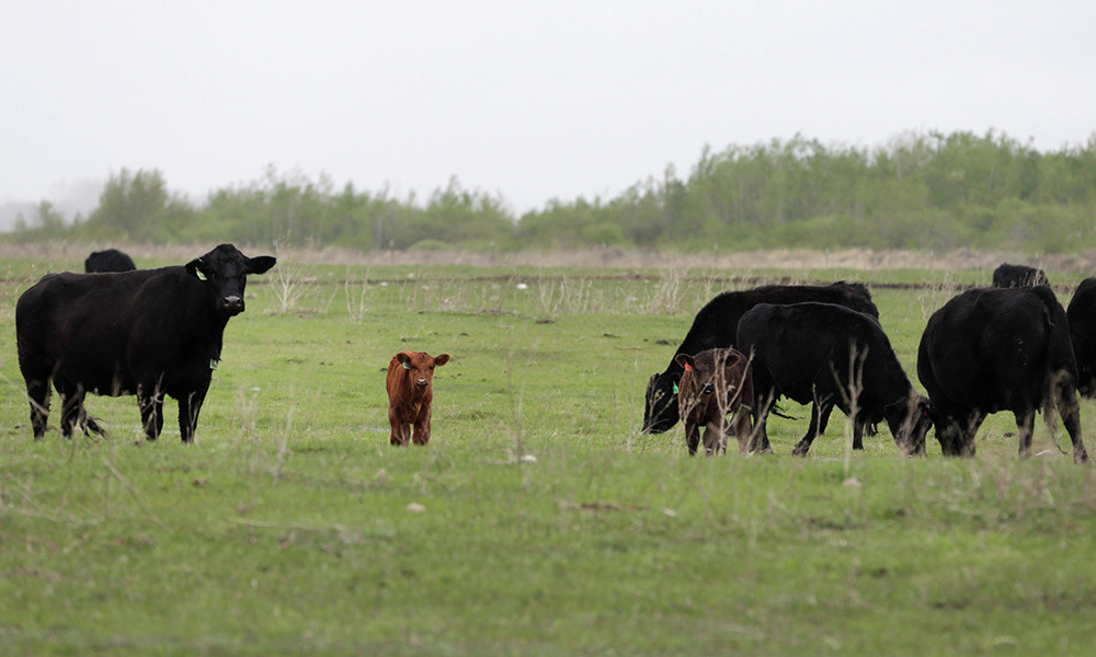 Minnesota Grazing Lands Conservation Association hosting grazing school geared towards women - Vimarsana News