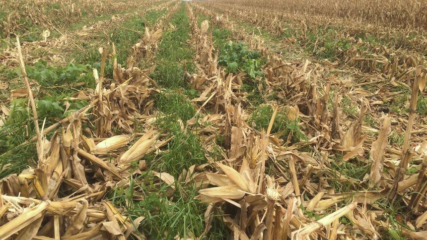 U.S. carbon farming takes root - but do the economics add up? - Vimarsana News