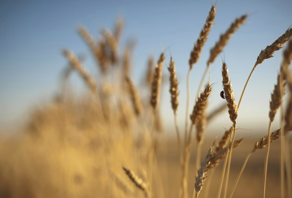 How hybrid wheat could lead to more food without GMO fears - Vimarsana News