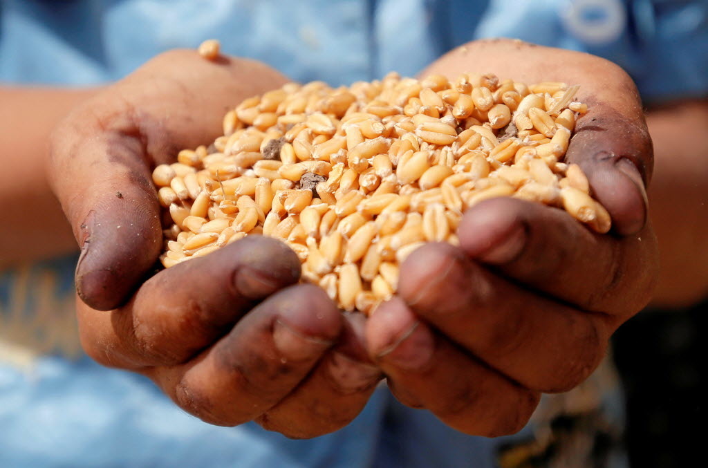 Egypt's local wheat purchases thrown into question amid fraud allegations - Agweek