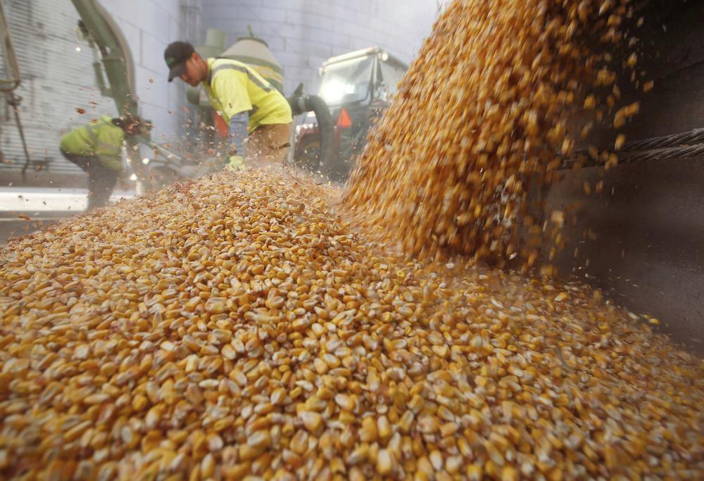 U.S. farmers plan to go 'heavy on corn' in 2023 despite risks - Vimarsana News