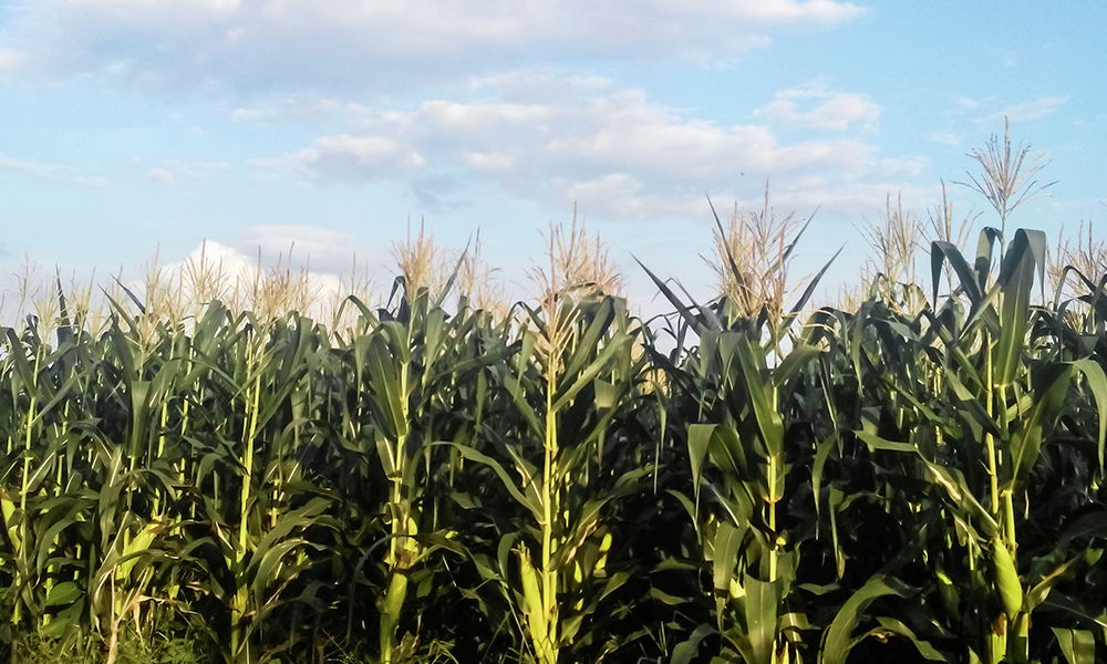 Wet milling plant likely won't elevate corn prices forever - Vimarsana News
