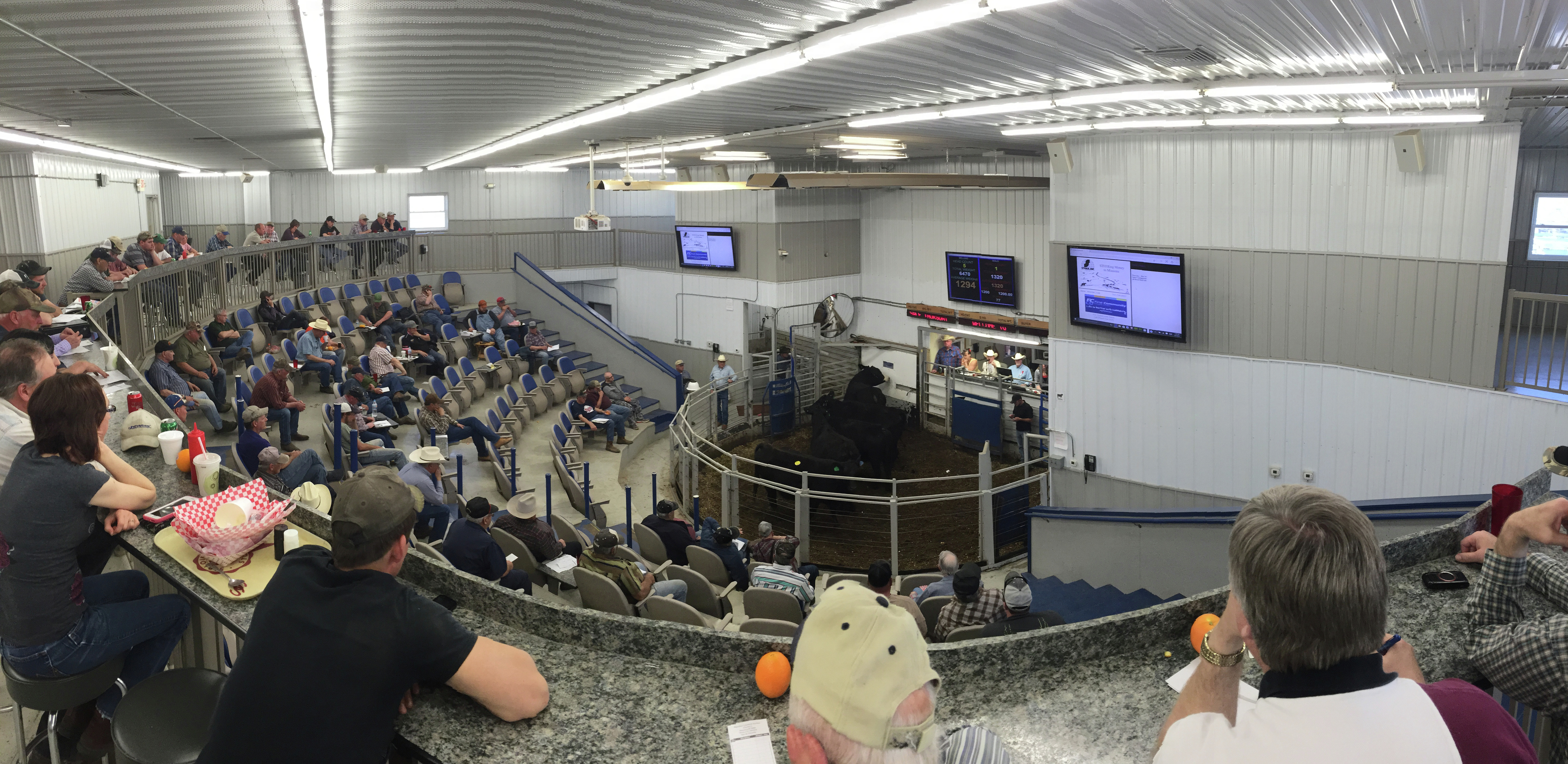Cow numbers continue to drop across the U.S. - Vimarsana News