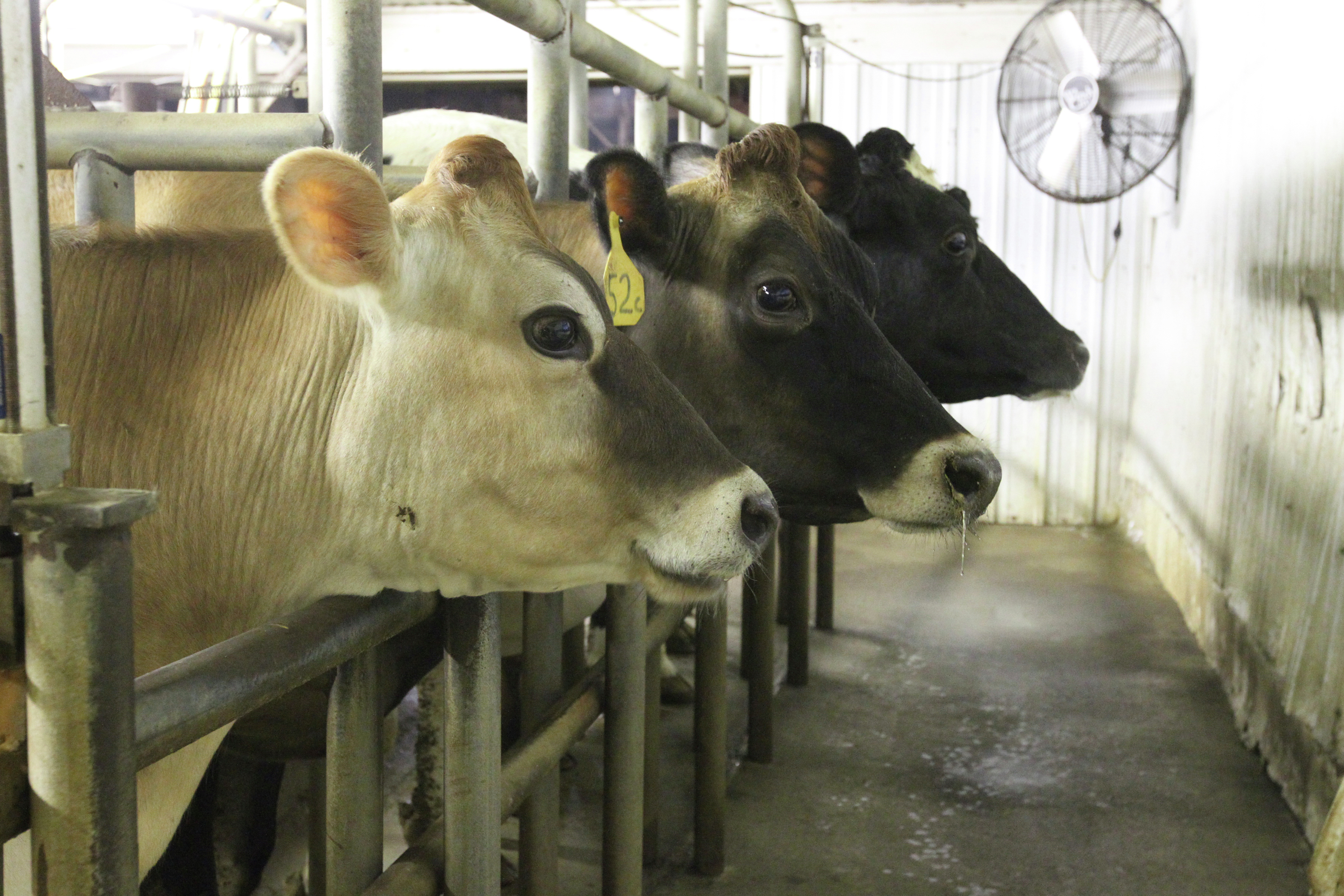 Minnesota reports first case of avian flu in dairy herd; poultry cases rising - Vimarsana News