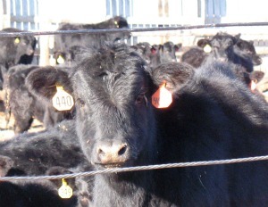 Drought cuts cattle numbers in Montana, North Dakota and South Dakota - Vimarsana News