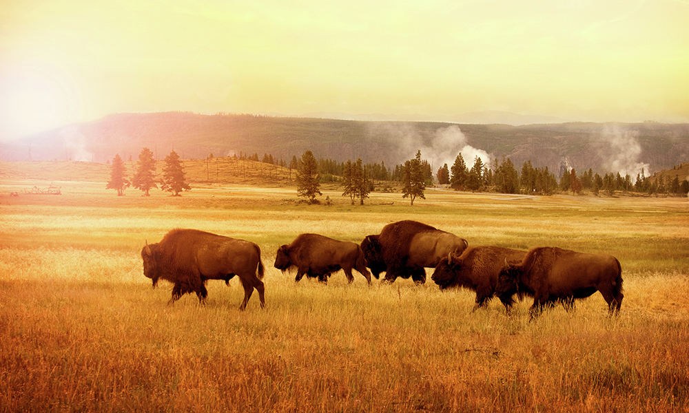 South Dakota Industry Board recalls products from Steinke Ranch - Vimarsana News