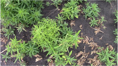 North Dakota to allow Belchim Crop Protection for weed control in sugarbeets - Vimarsana News