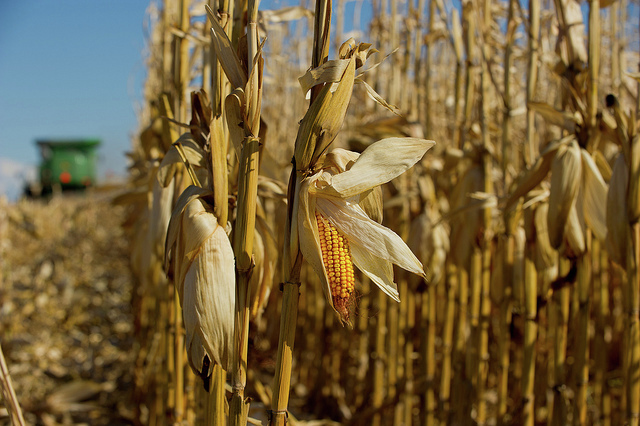 After growing GM corn for decades, some U.S. farmers open to Mexican restrictions - Vimarsana News