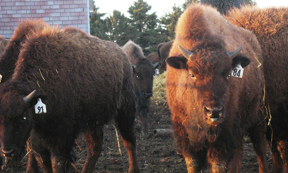 South Dakota-led beef and bison project among many climate-smart ag initiatives funded by USDA - Vimarsana News