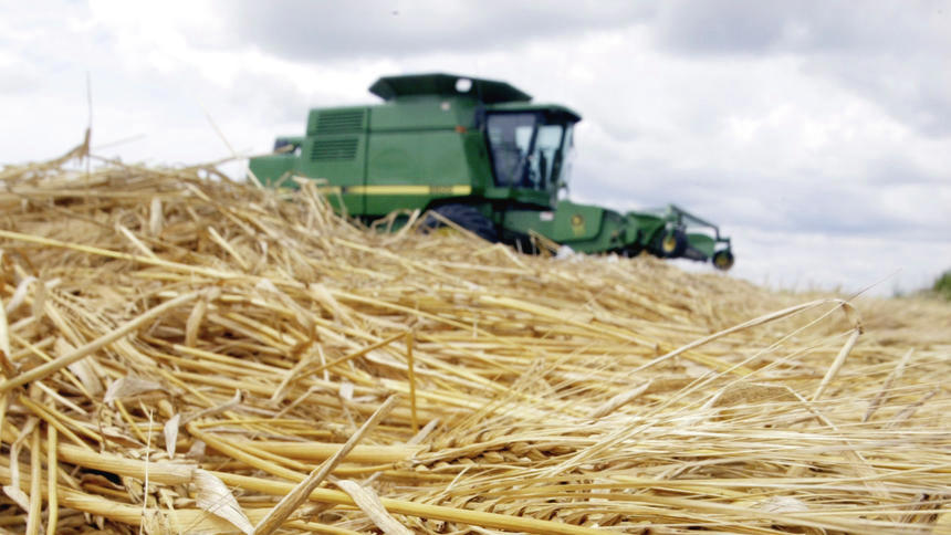 Growing malting barley not a barrel of fun for some farmers in 2024 - Vimarsana News