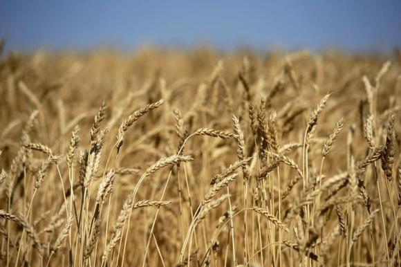 Hybrid wheat hitting U.S. fields as war, climate threaten global food supplies - Vimarsana News
