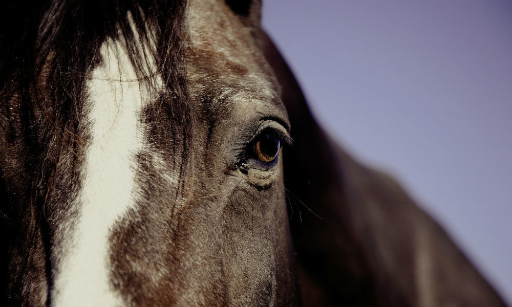 Equine herpesvirus detected in horse in Olmsted County - Vimarsana News
