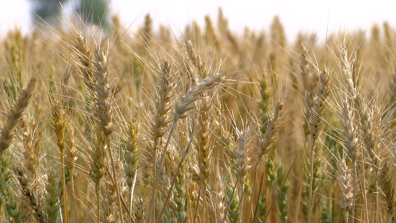 Market plunges after Ag Outlook report - Vimarsana News