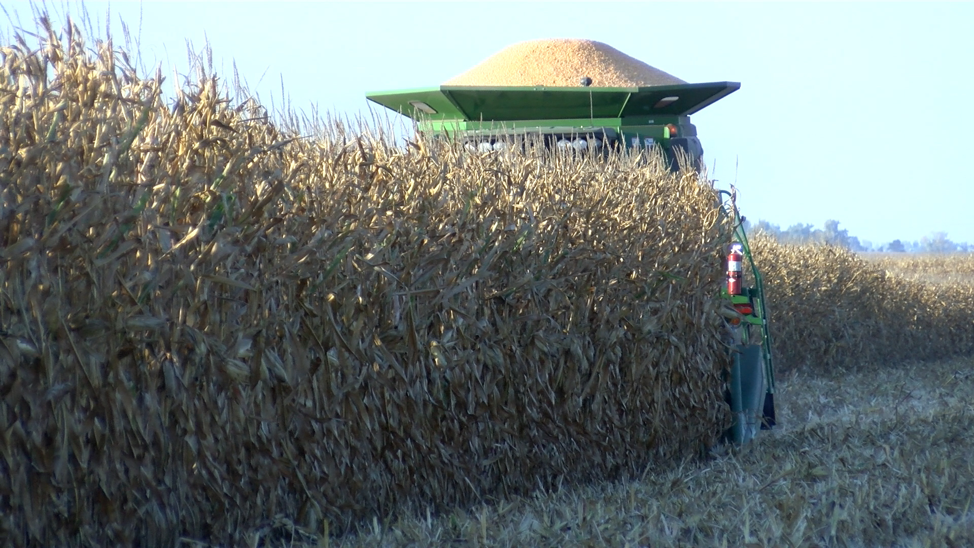 U.S. demands formal talks with Mexico over GMO corn dispute - Vimarsana News