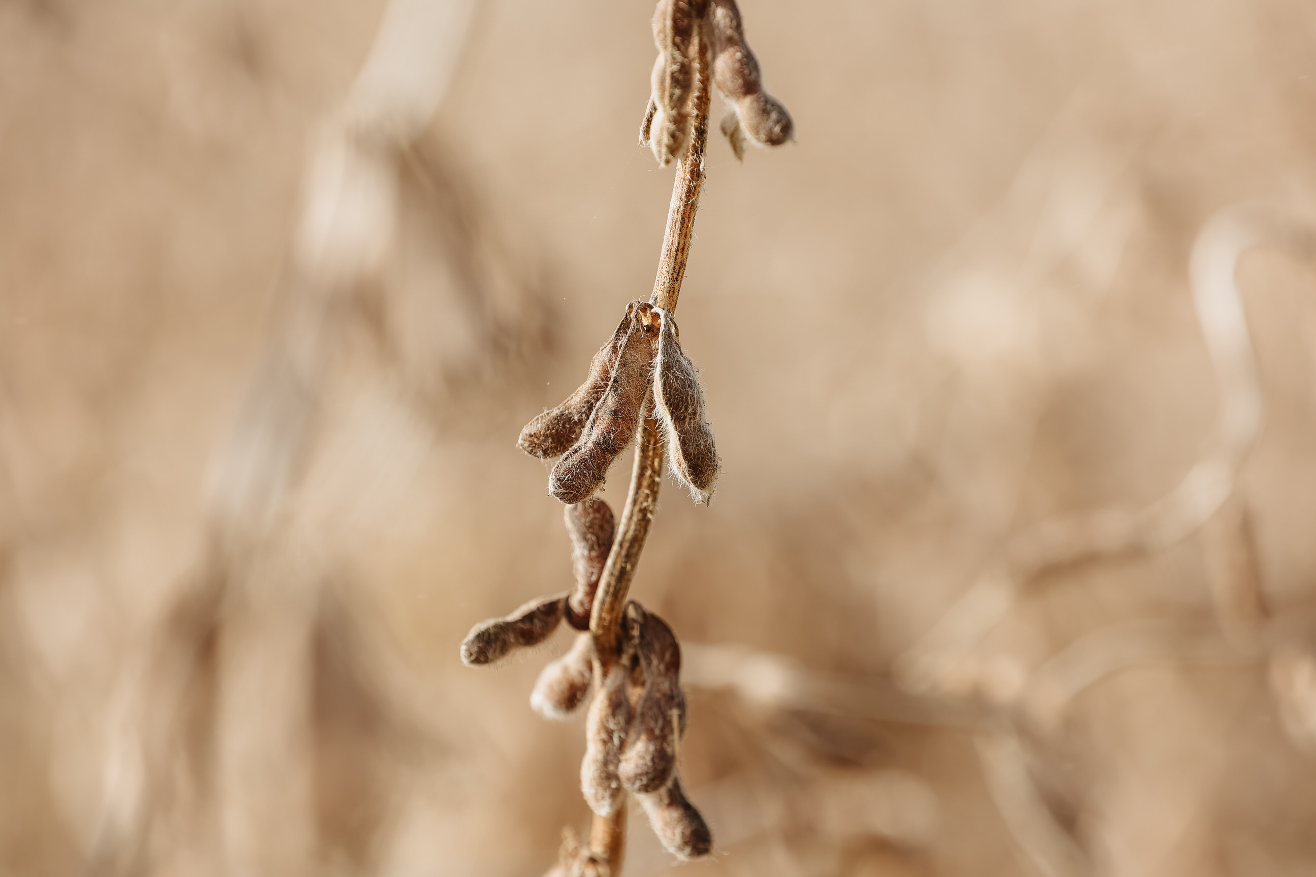 Wheat trade seems comfortable losing acres; USDA reports rule the week - Vimarsana News
