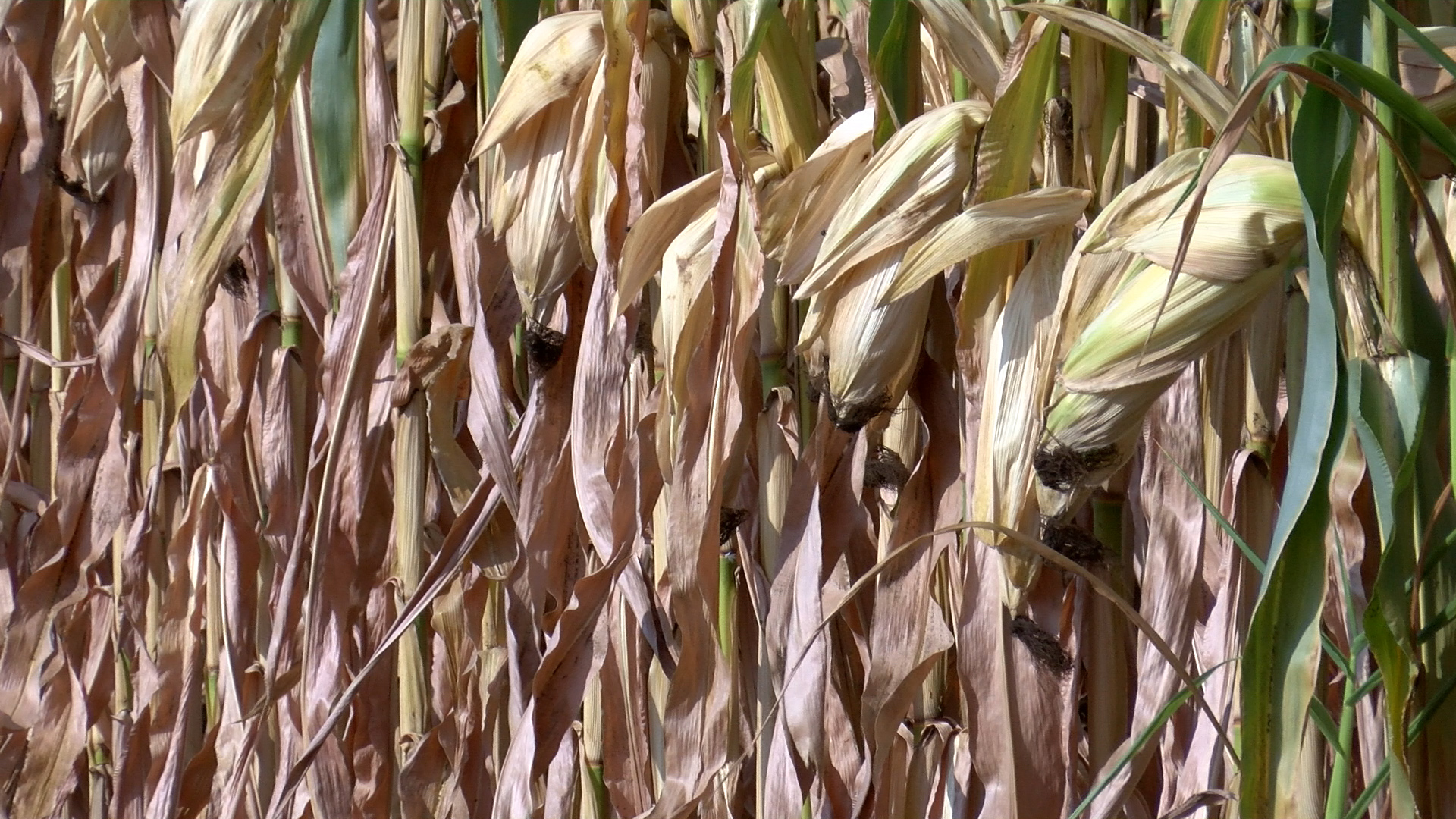 South Dakota grain regulators declare victory with sale of troubled elevator - Vimarsana News