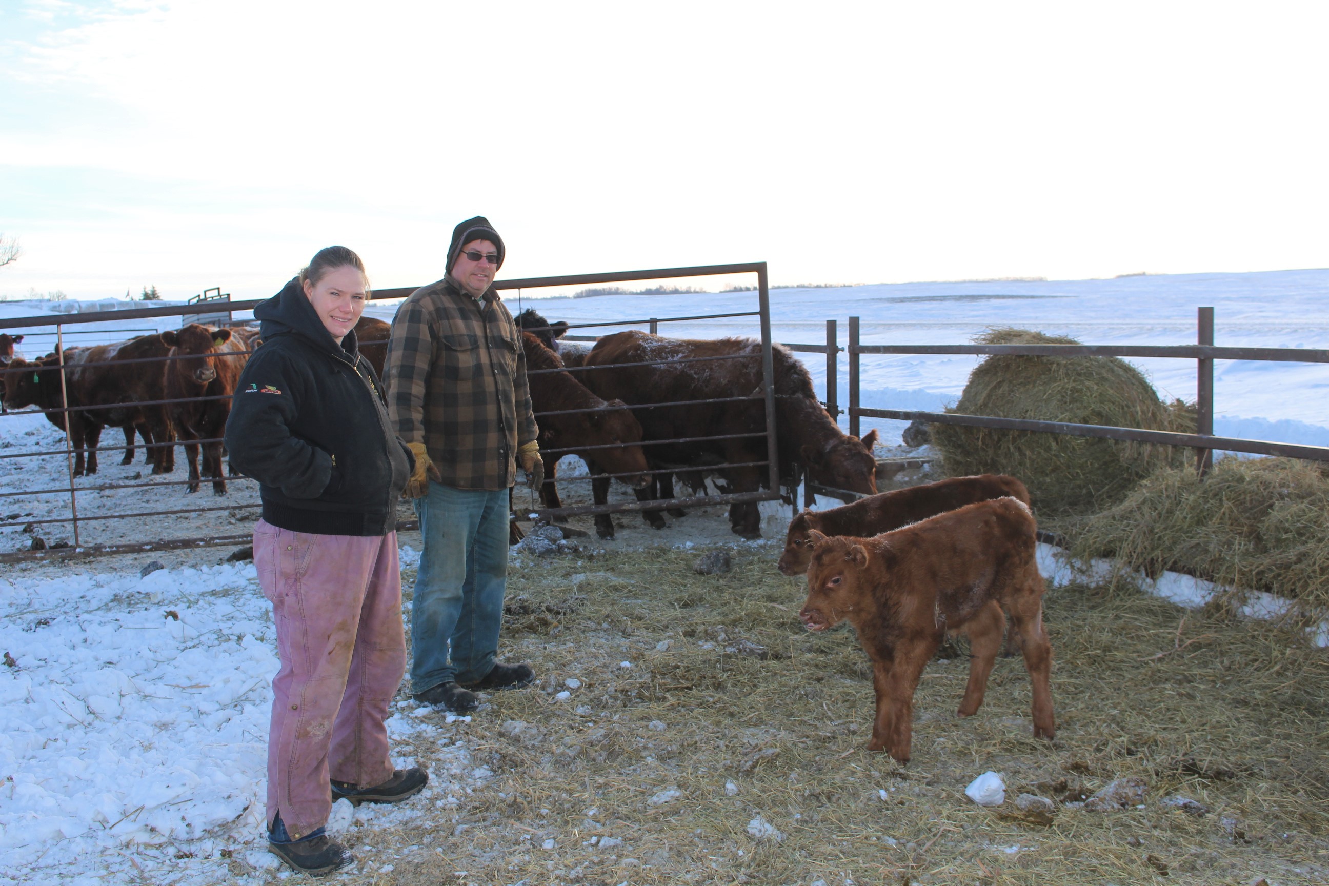 Rugged North Dakota ranchers raise cold-hardy cattle - Vimarsana News