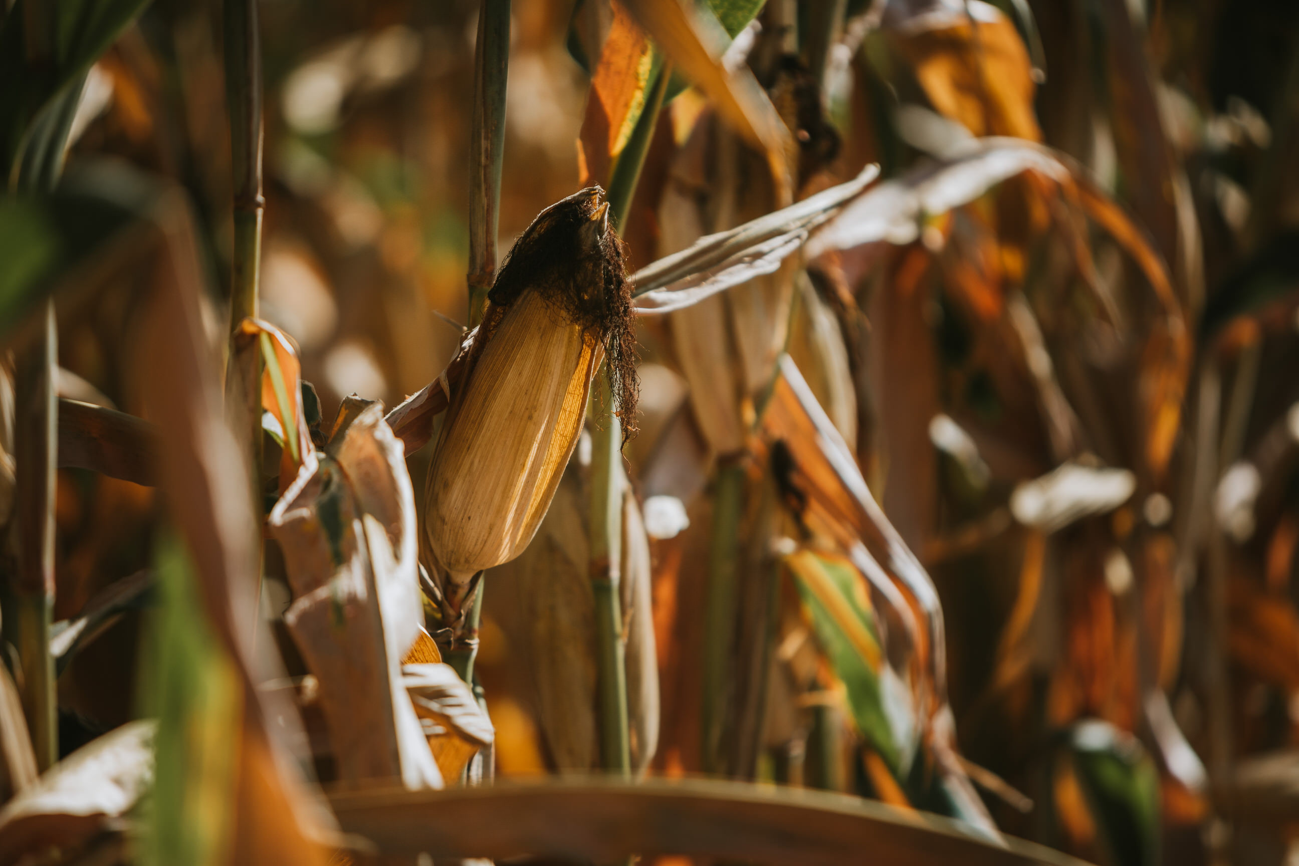 Mexico open to deal with U.S. on GMO corn as farmers demand clarity over ban - Vimarsana News