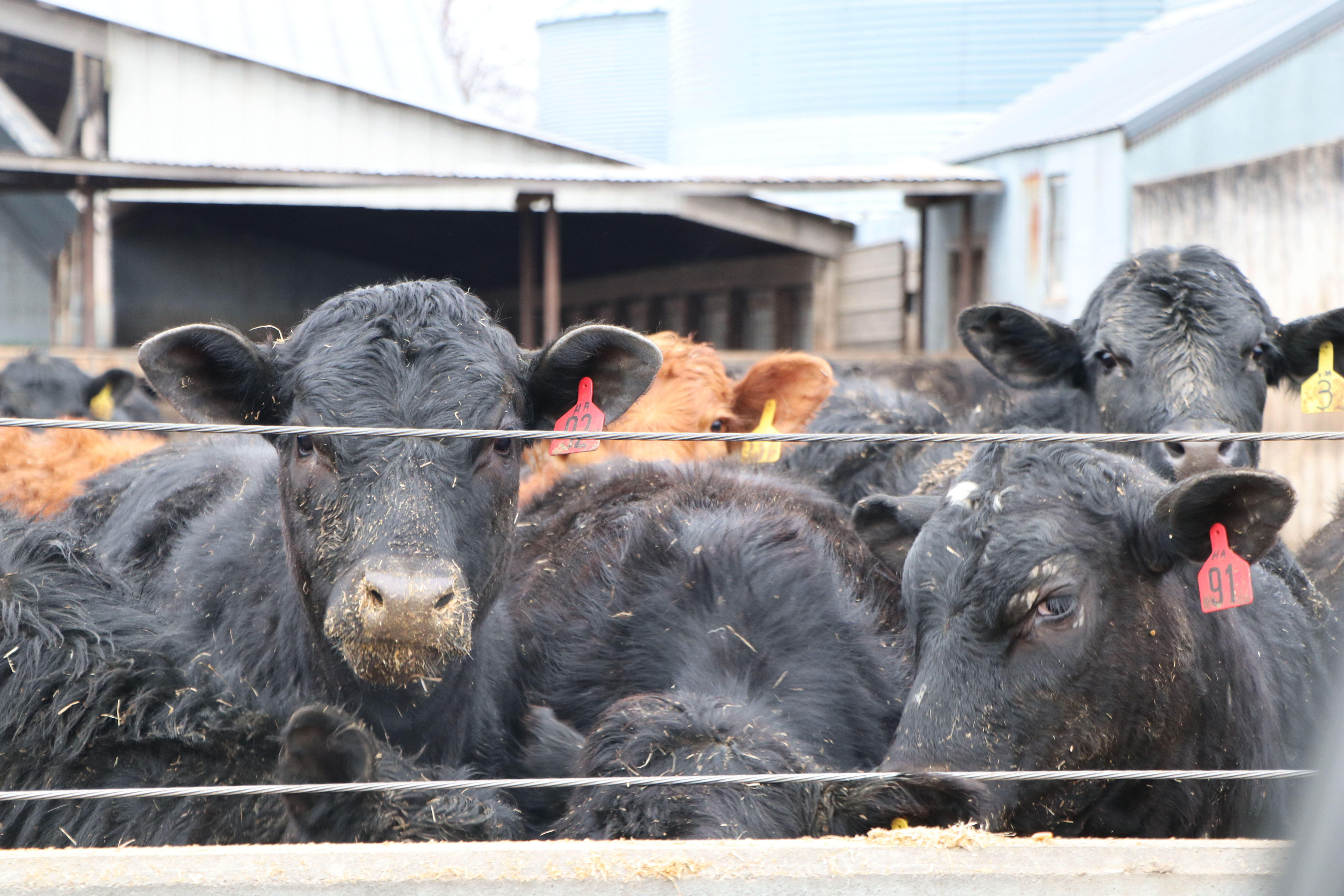 The changing world of raising livestock - Vimarsana News