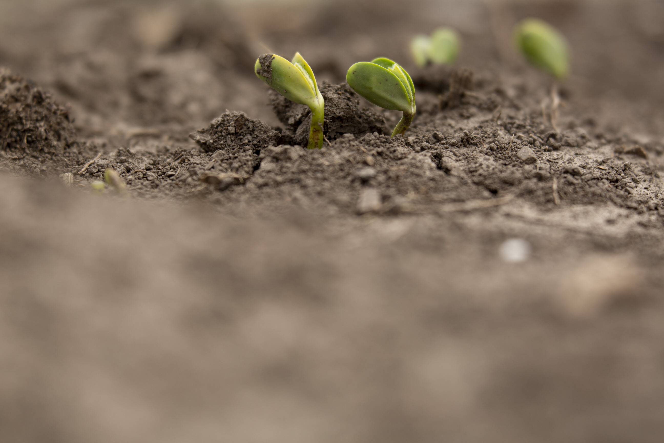NDSU soybean production update set for Jan. 25 - Vimarsana News