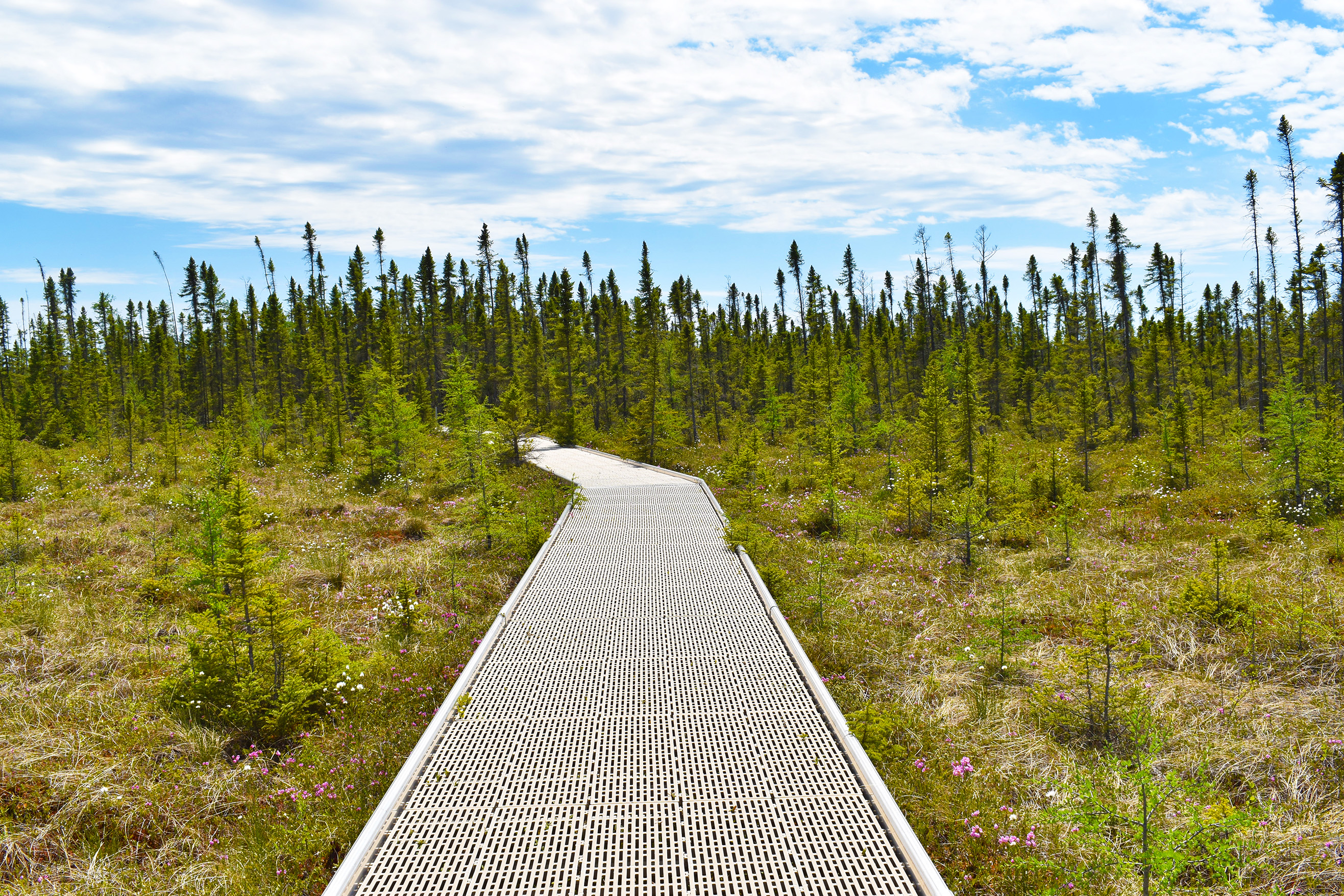 Big Bog State Recreation Area to host Nature Stories event April 6 - Vimarsana News