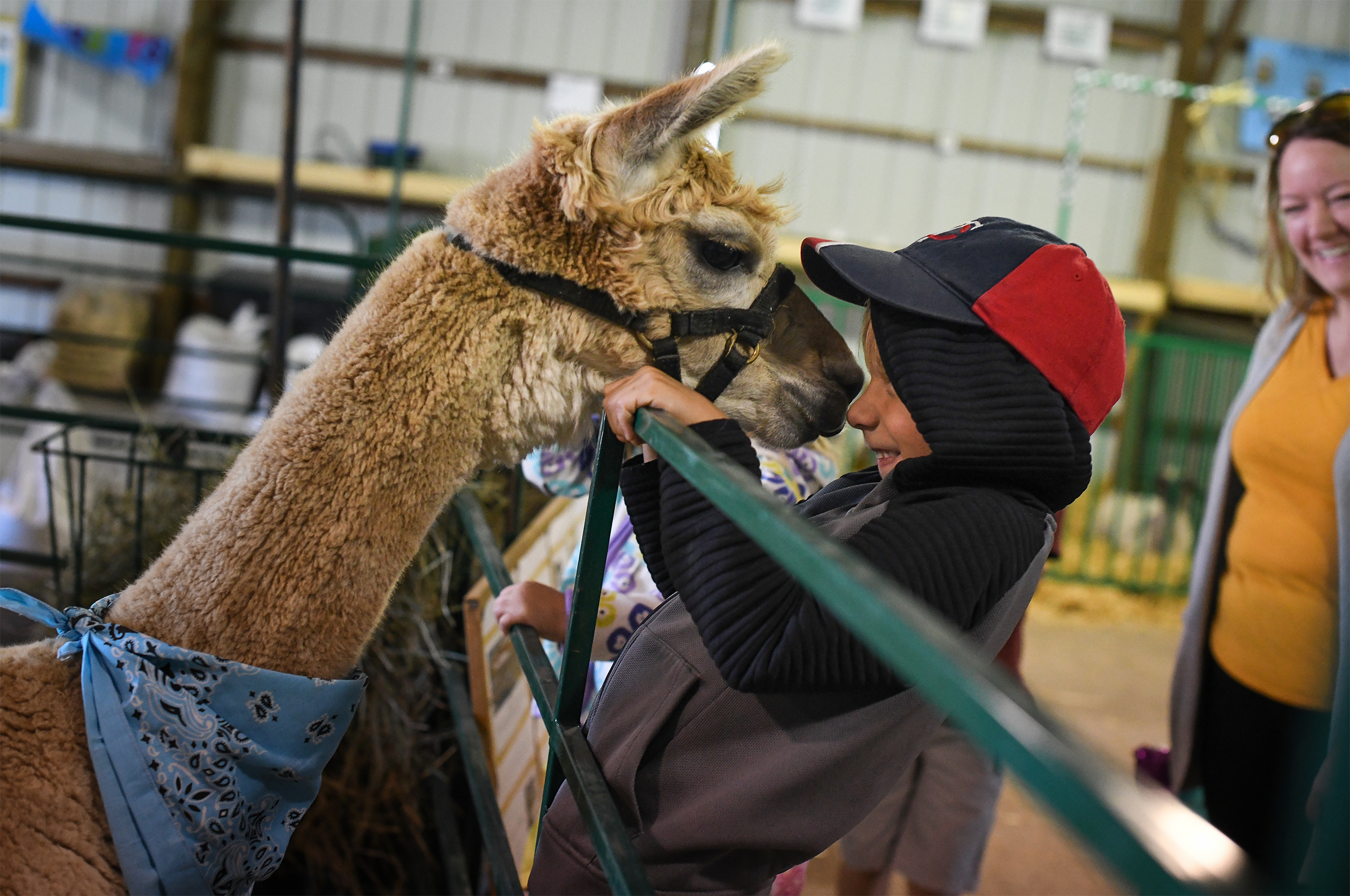 Full barns and fair food: Beltrami County Fair set for Aug. 10-14 - Vimarsana News