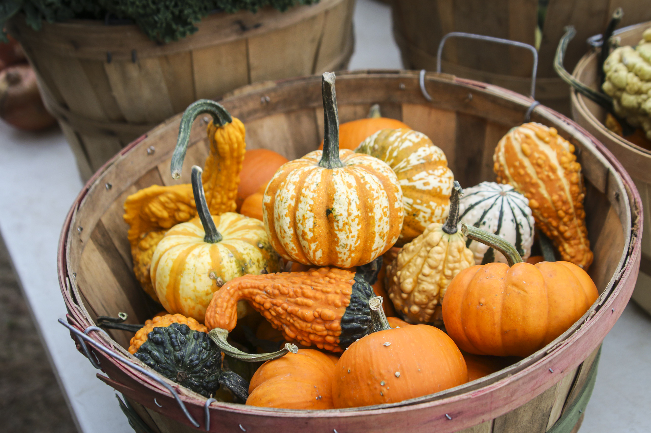 It's fall, y'all: This year's Bemidji-area fall festivities - Vimarsana News