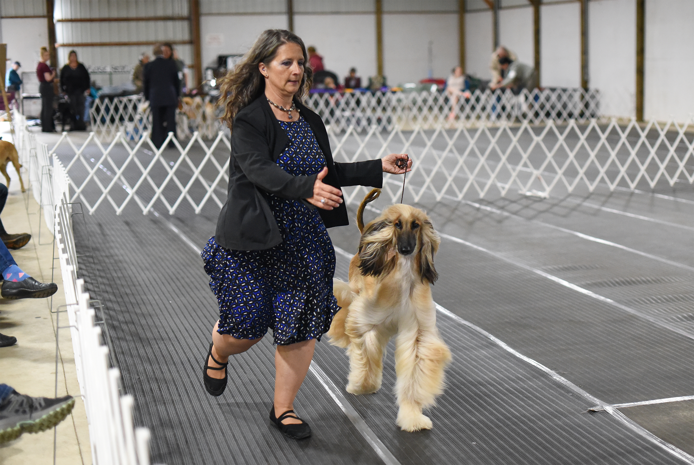 Paul Bunyan Dog Training Association to hold 11th annual dog show - Vimarsana News