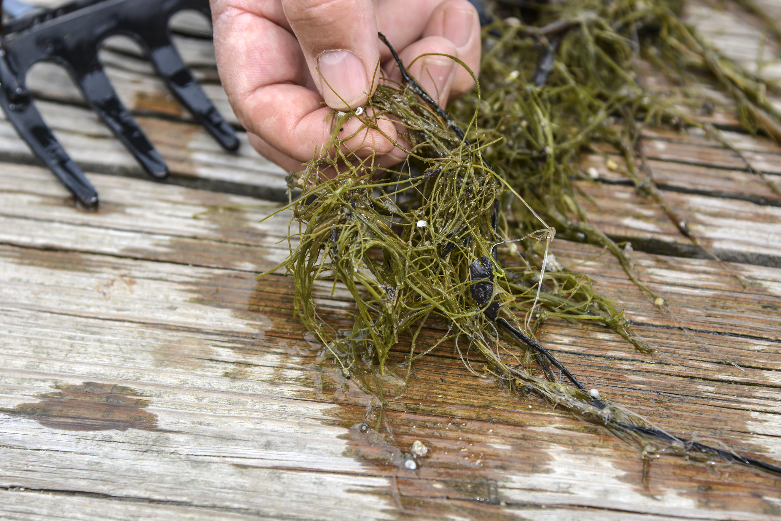 Starry stonewort confirmed in Lake Bemidji - Vimarsana News