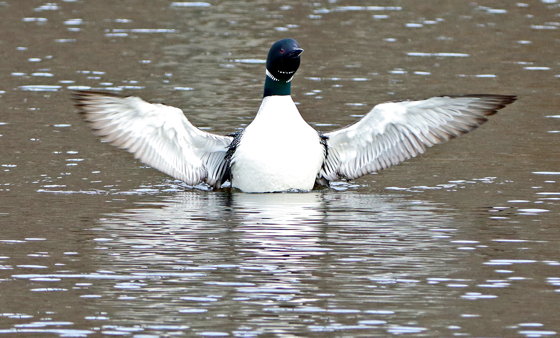 We Are Water MN photo contest for Cass, Crow Wing residents - Vimarsana News