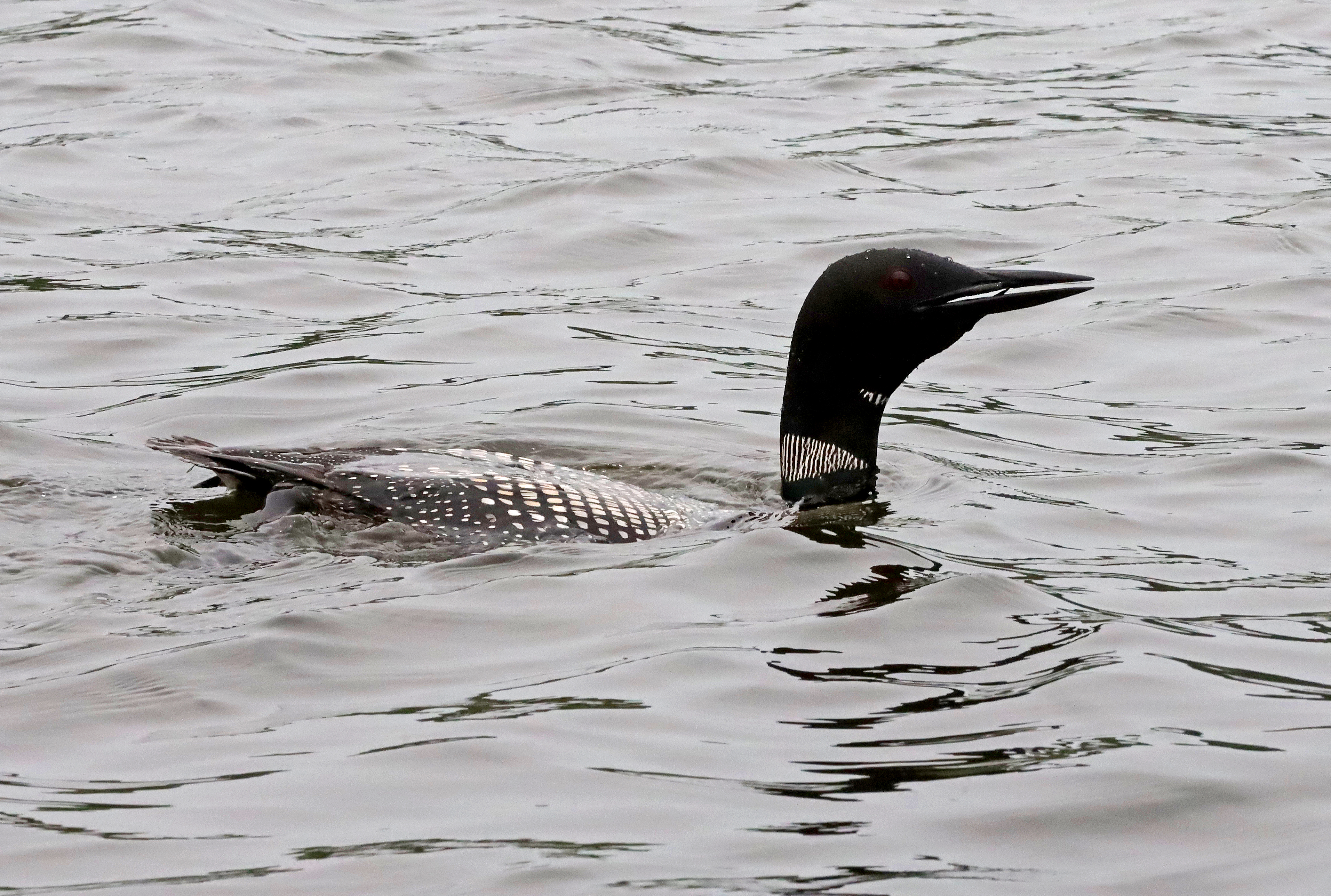 Volunteers needed in Aitkin and Crow Wing counties for DNR loon survey - Vimarsana News