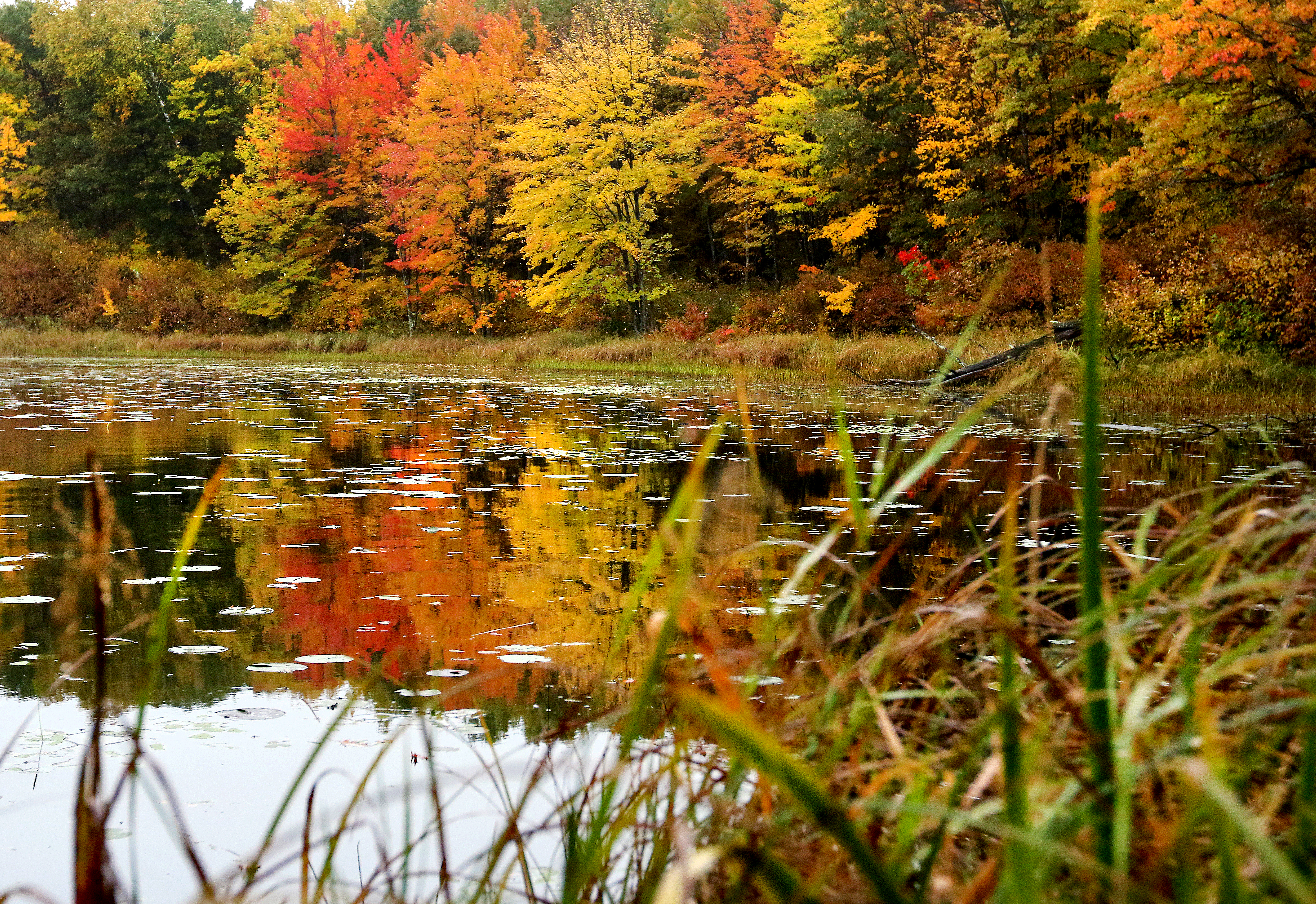 Governor's donation creates Pillsbury State Forest - Brainerd Dispatch | News, weather, sports from Brainerd and Baxter - Vimarsana News