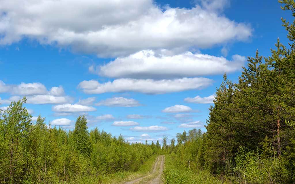 Crow Wing County completes annual tree planting - Vimarsana News