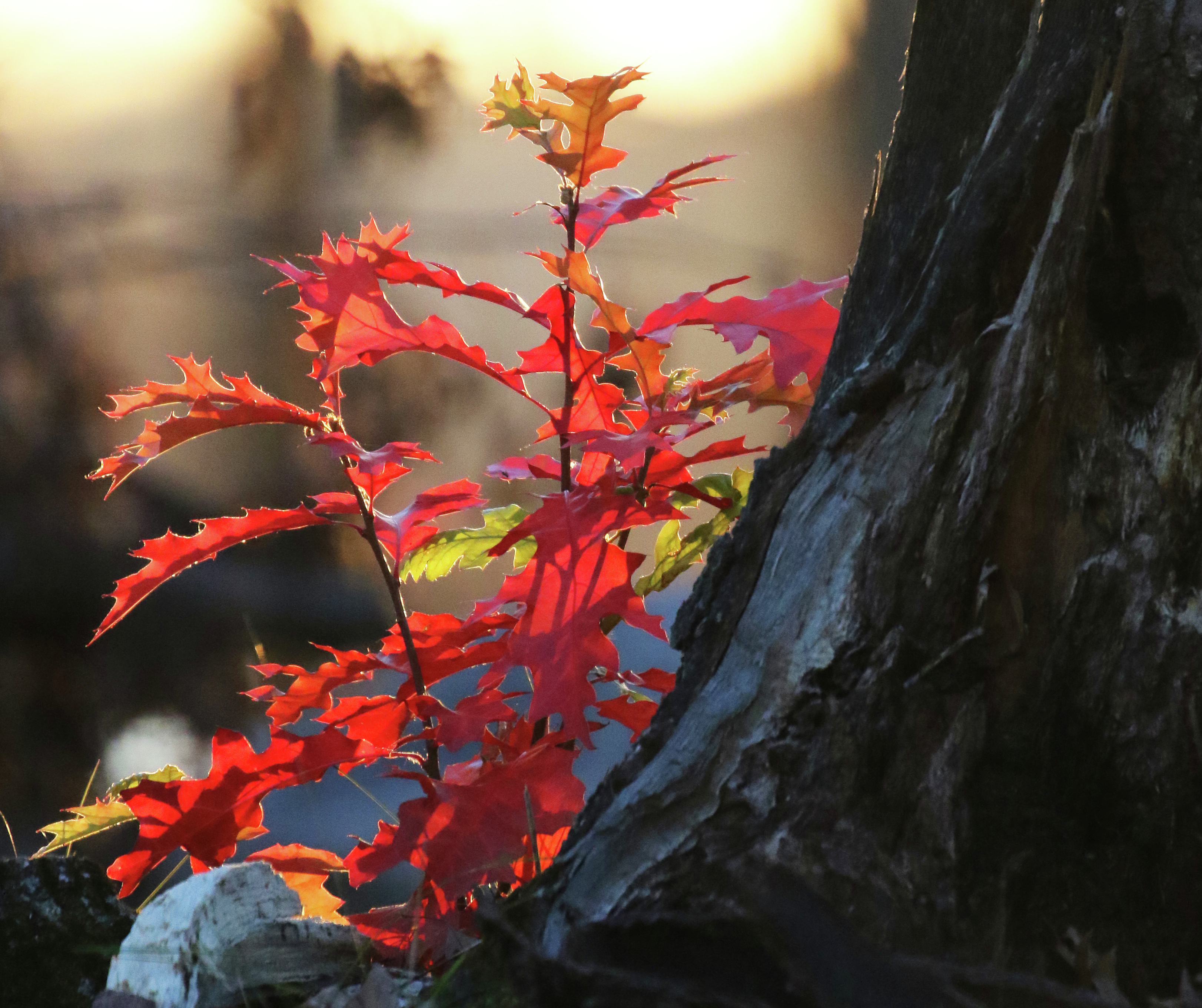 DNR reminds public to not prune, cut oaks spring through July - Vimarsana News