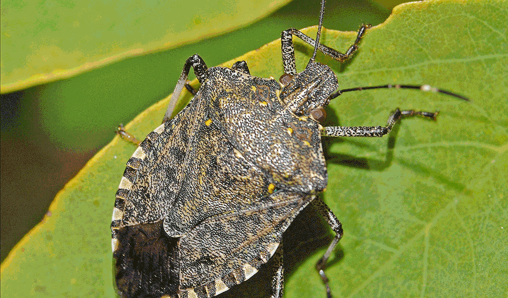 Ask the Master Gardener: Stink bugs year-round pests in Minnesota - Vimarsana News