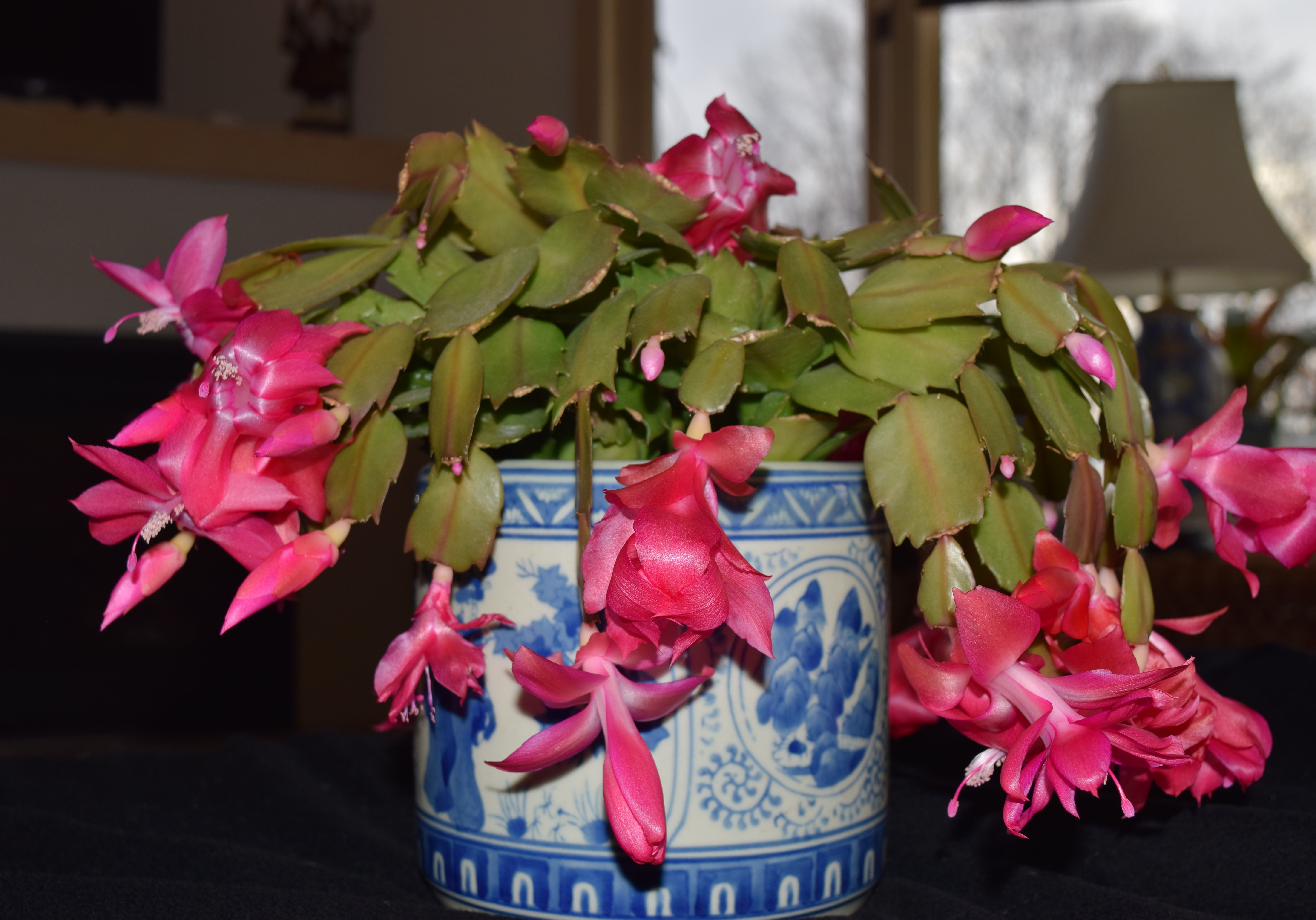 Ask the Master Gardener: Cacti blooms in time for the holiday season - Vimarsana News