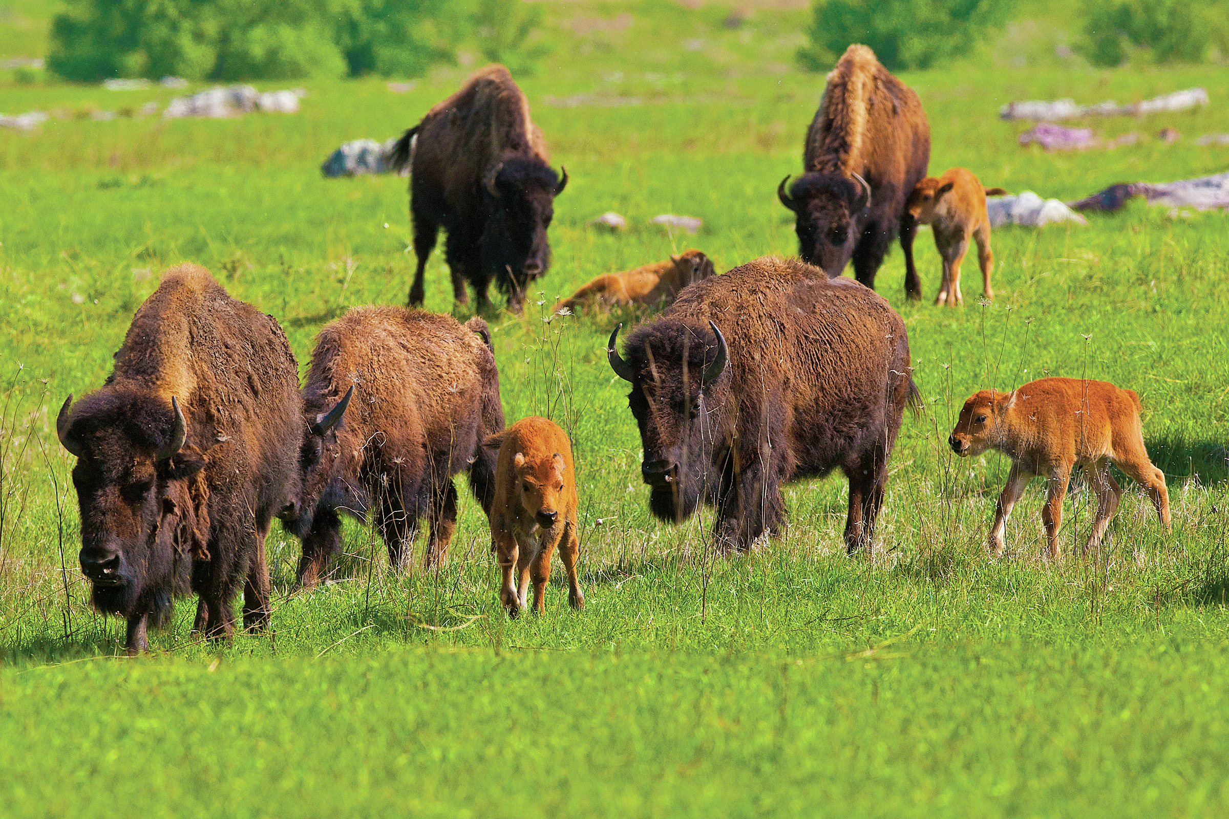 Wildlife Mamas and Babies Hike planned Mother's Day weekend - The Globe | News, weather, sports from Worthington, Minnesota - Vimarsana News